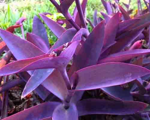 Purple Heart Plant Growing And Care Tips - Greenplantpro