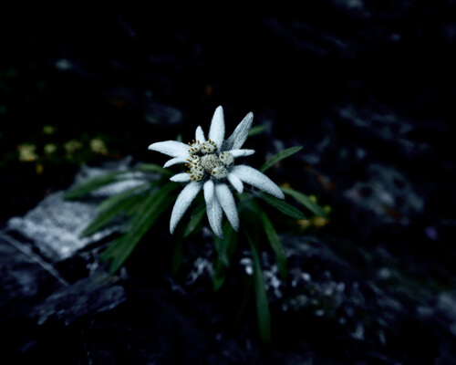 Edelweiss Flower Growing And Care Tips