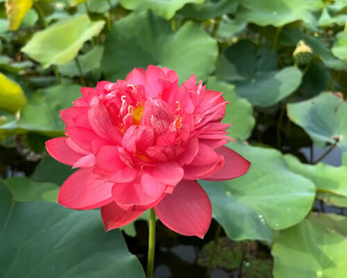 Red Lotus Flower Meaning And Symbolism