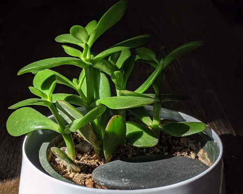 How to propagate jade plant - Greenplantpro