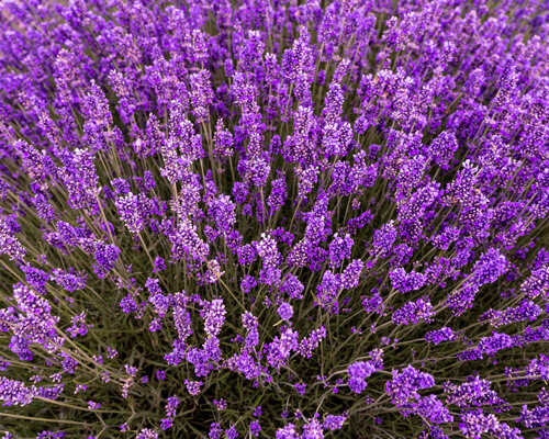 How to Trim Lavender Bushes? Step-by-step Guide -Greenplantpro